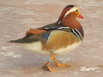 Duck  -  Mandarin Duck